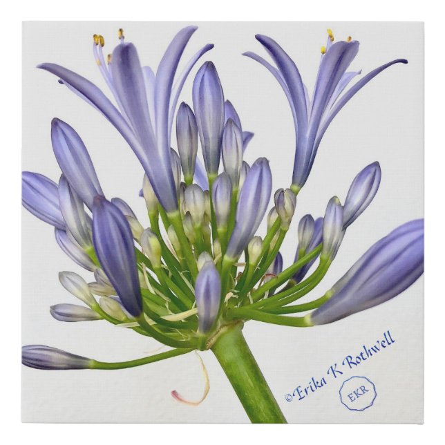 Botanical Print - Lily of the Nile (Front)