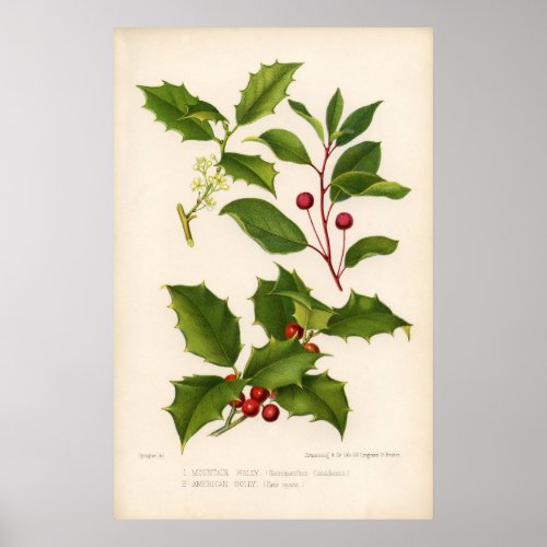 Botanical Print _ Mountain  American Holly