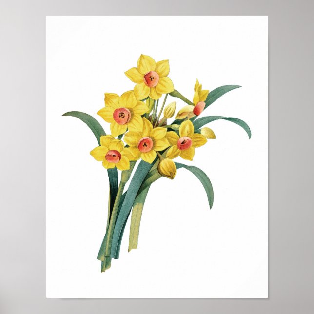Botanical print of DAFFODILS original by Redoute (Front)
