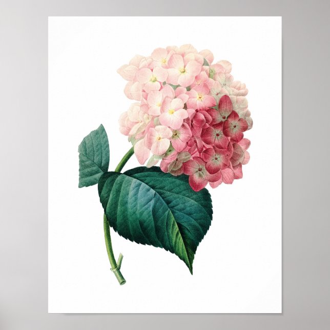 Botanical print of HYDRANGEA original by Redoute (Front)