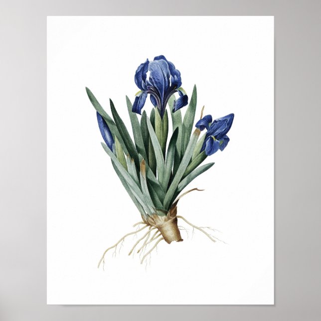 Botanical print of IRISES original by Redoute (Front)