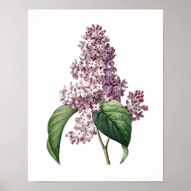 Botanical print of LILAC original by Redoute (Front)