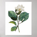 Botanical Print Of Magnolia Original By Redoute at Zazzle