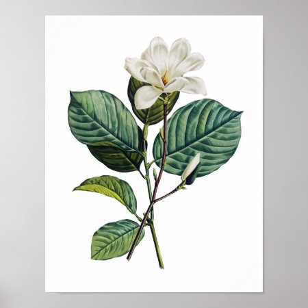 Botanical Print Of Magnolia Original By Redoute