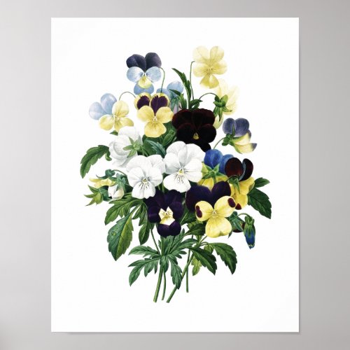 Botanical print of PANSIES original by Redoute