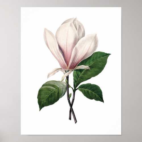 Botanical print of PINK MAGNOLIA by Redoute