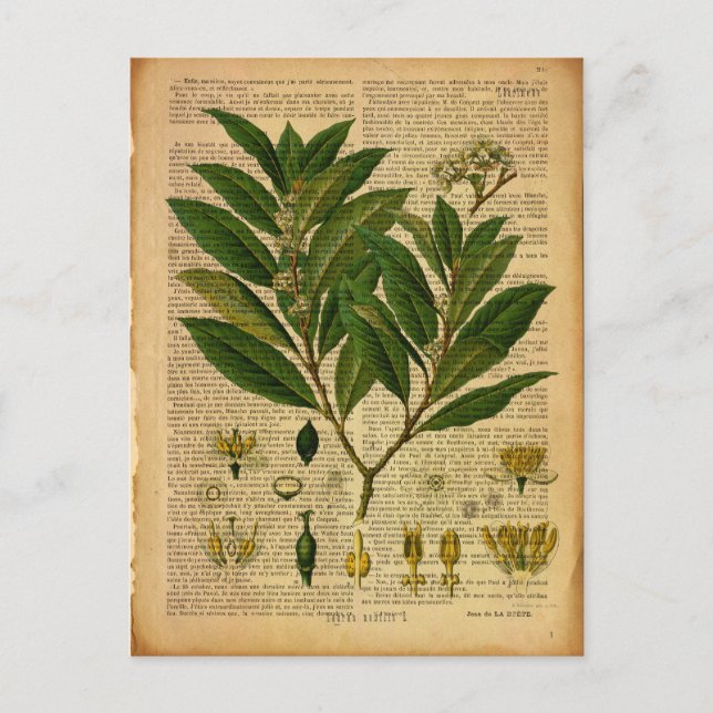 Botanical print on old book page postcard (Front)
