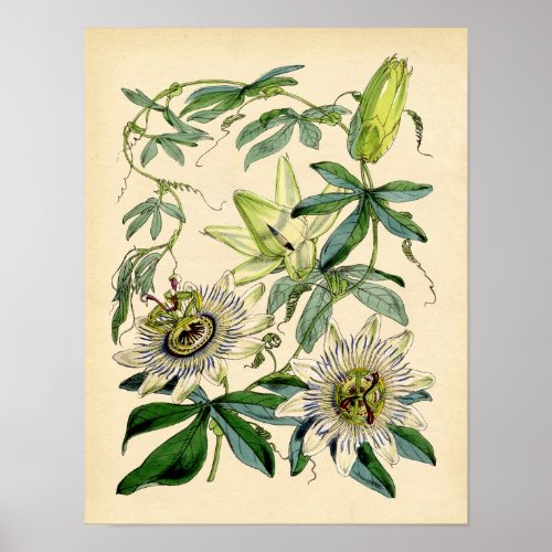 Botanical Print _ Passion Flower Passiflora