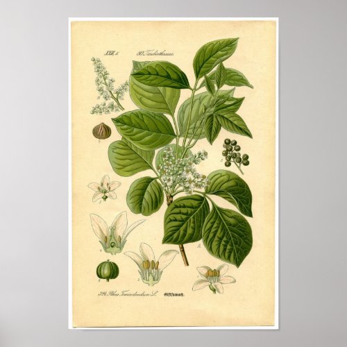 Botanical Print _ Poison Ivy Toxicodendron