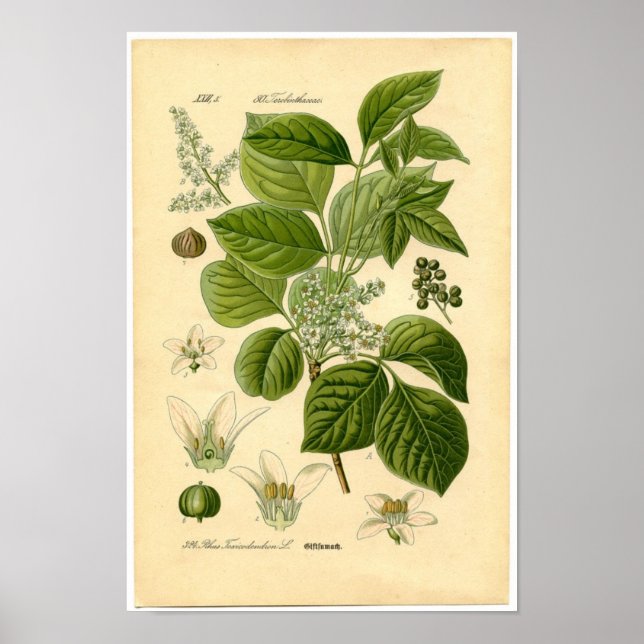 Botanical Print - Poison Ivy (Toxicodendron) (Front)
