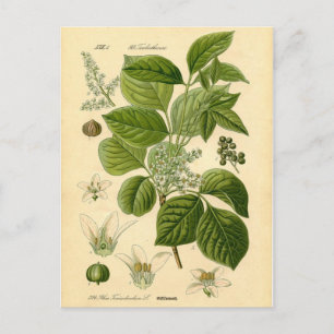 Botanical Print - Poison Ivy (Toxicodendron) Postcard