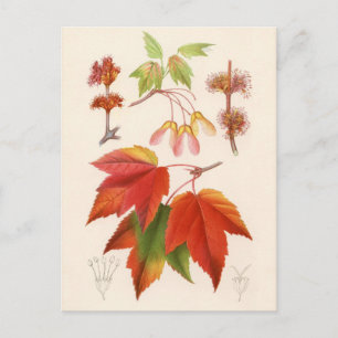 Botanical Print - Red Maple (acer rubrum) Postcard
