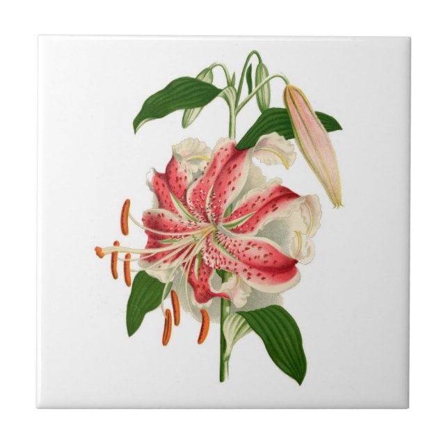 Botanical Print Red Tiger Lily lancifolium rubrum Ceramic Tile (Front)