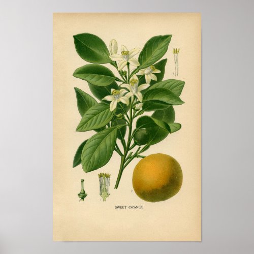Botanical Print _ Sweet Orange