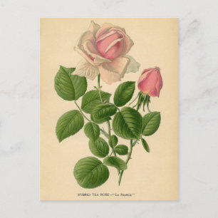 Botanical Print - Tea Rose Postcard