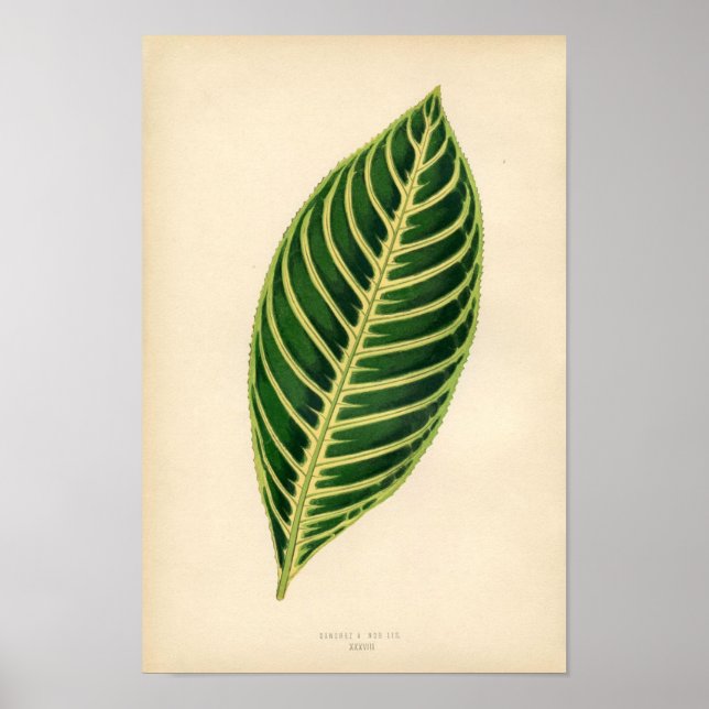 Botanical Print - Tropical Leaf (Front)