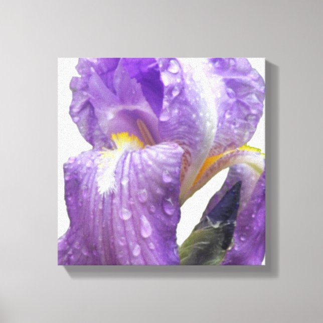 Botanical Purple Iris Photograph Canvas Print (Front)