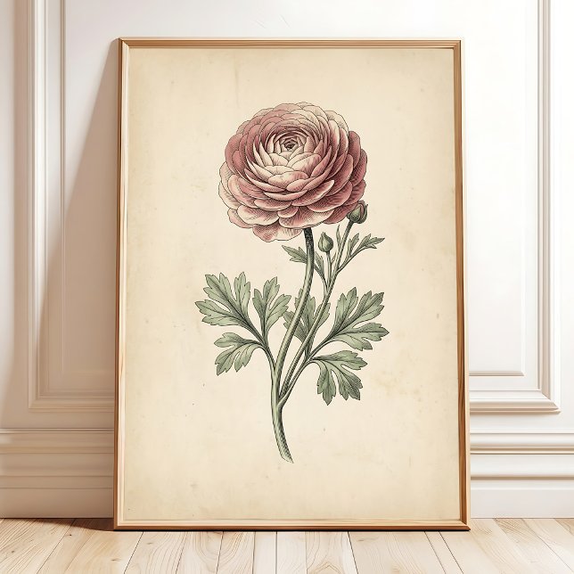 Botanical Ranunculus Canvas Print (Creator Uploaded)