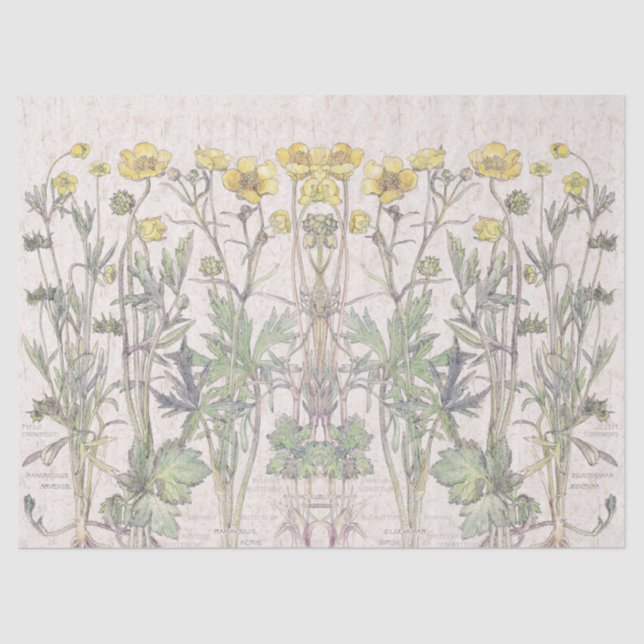 Botanical Ranunculus Flowers Floral Tissue Paper (Front)