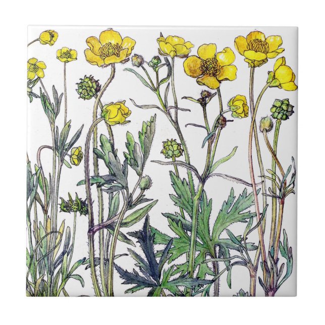 Botanical Ranunculus Wildflower Flowers Tile (Front)