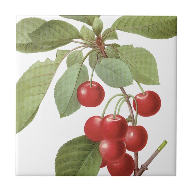 Botanical Red Cherries Ceramic Tile (Front)