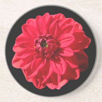 Botanical Red Dahlia Flower On Any Color Coaster by KreaturFlora at Zazzle
