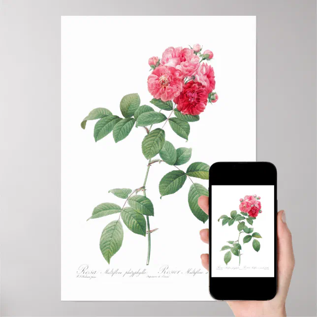 BOTANICAL “SEVEN SISTERS ROSES” REDOUTÉ POSTER | Zazzle