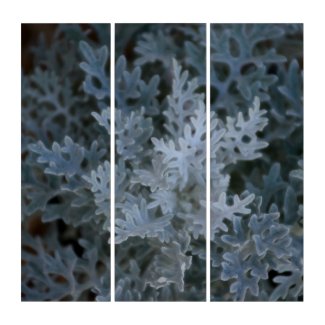 Botanical Silvery Blue Dusty Miller Photographic