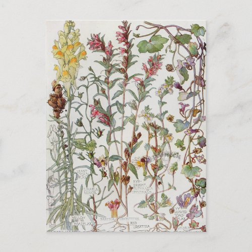 Botanical Snapdragon Plant Family Postcard