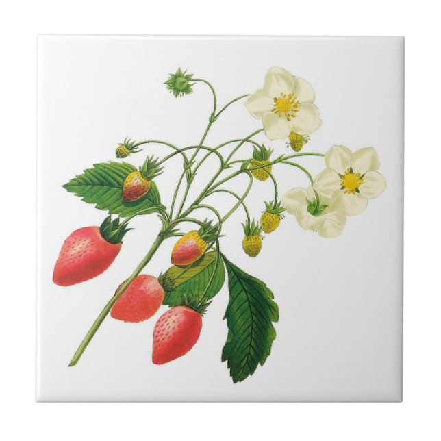 Botanical Strawberries Ceramic Tile (Front)