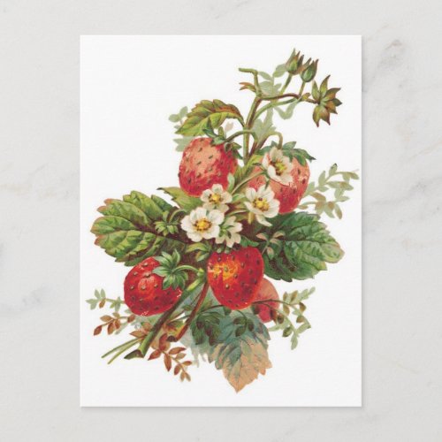 botanical strawberries postcard