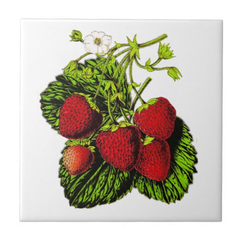 Botanical Strawberry Illustration on White Ceramic Tile