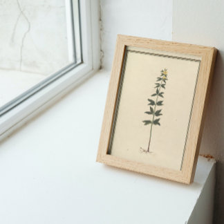 Botanical Study Decoupage Paper