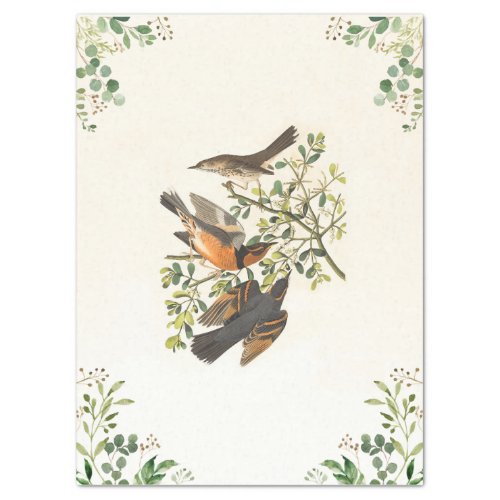 Botanical Trio of Birds Tissue Paper