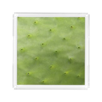 Botanical Tropical Green Cactus Photo