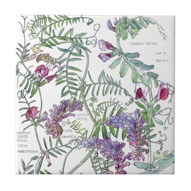 Botanical Vetch Wildflower Flowers Tile (Front)