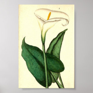 Botanical Vintage Flower Poster