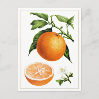 Botanical Vintage Illustration of Orange Fruit  Postcard