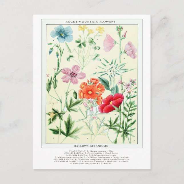 Botanical Vintage Rocky Mountain Flowers Postcard (Front)
