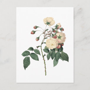 Botanical White Rose Postcard