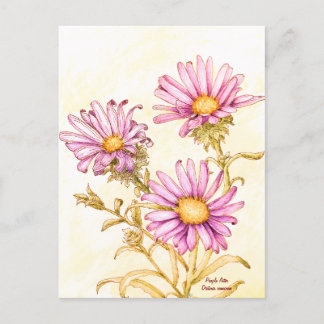 Botanical wildflower watercolor aster postcard