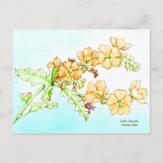 Botanical wildflower watercolor, globemallow postcard