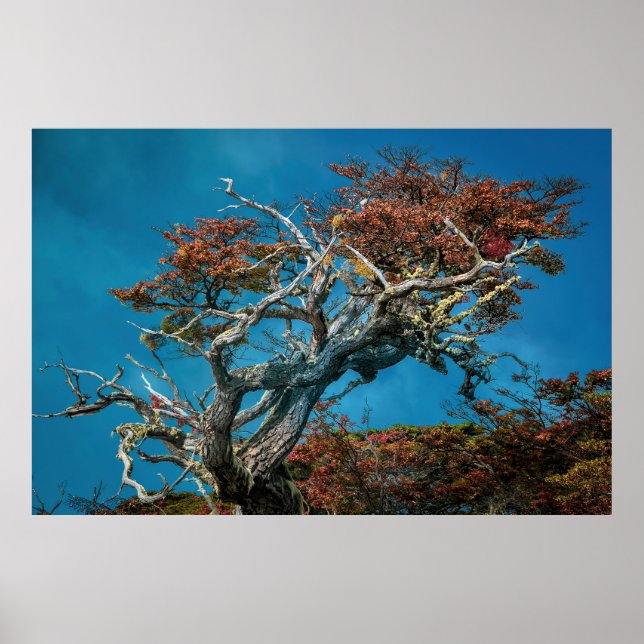 Botanical Wonders of Argentina  Poster (Front)