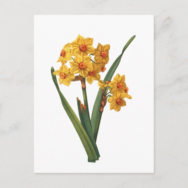 Botanical Yellow Daffodil Postcard (Front)
