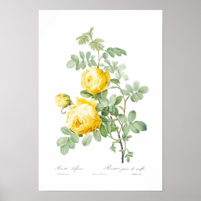 BOTANICAL "YELLOW ROSE" REDOUTÉ POSTER (Front)