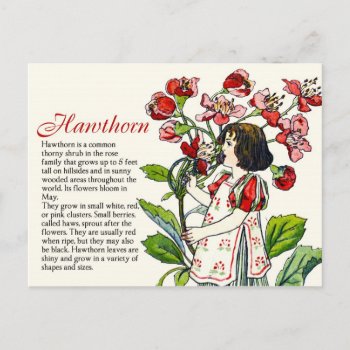 Botany Collector Vintage Hawthorn Girl Plant Info Postcard by jardinsecret at Zazzle