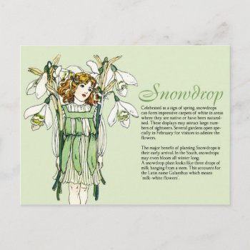 Botany Collector Vintage Snowdrops Girl Plant Info Postcard by jardinsecret at Zazzle