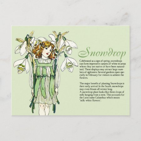 Botany Collector Vintage Snowdrops Girl Plant Info Postcard