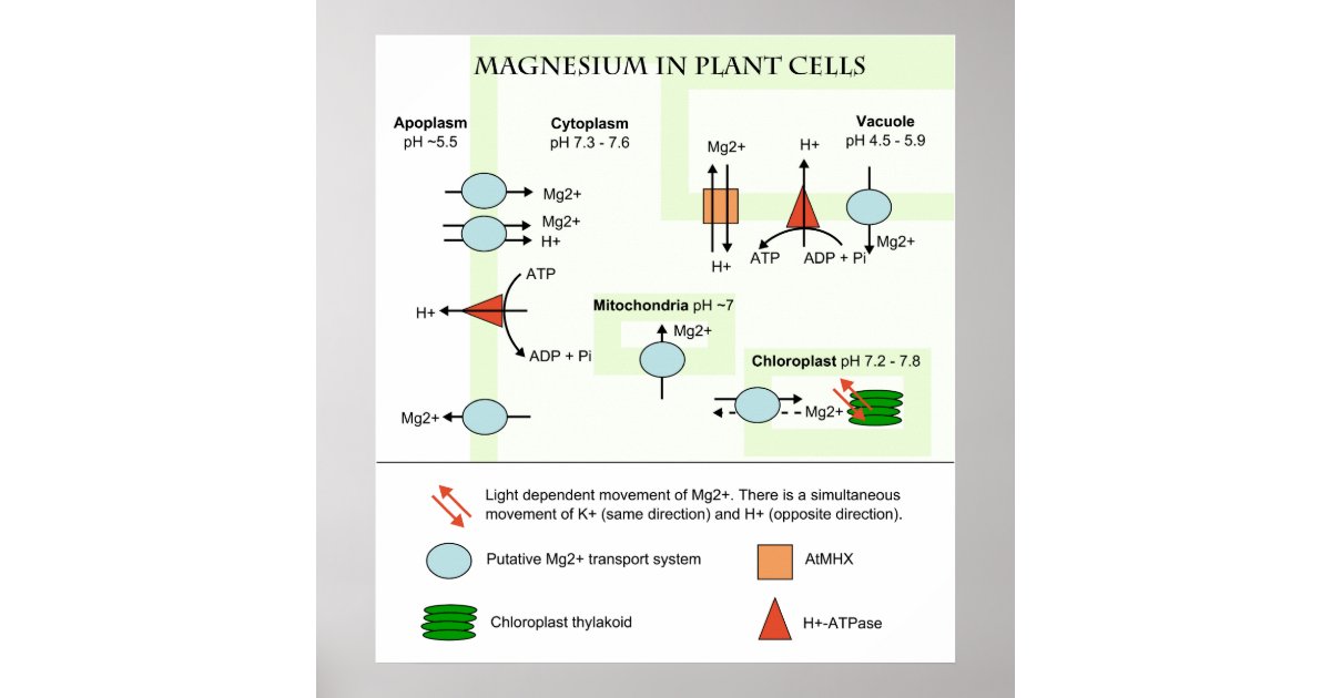 Botany Diagram of Magnesium in Plant Cells Poster | Zazzle.com