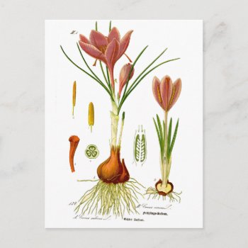 Botany Illustration Postcard by ellesgreetings at Zazzle